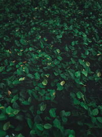 High angle view of plants growing on field