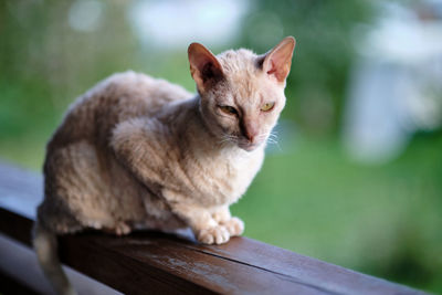 Adult cat of the cornish rex breed. fawn cat with a gaze sits on a wooden railing. selective focus.