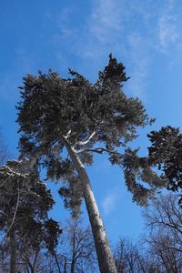 Low angle view of tree against sky