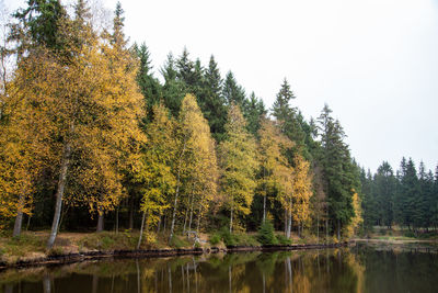 Trees by lake in forest during autumn