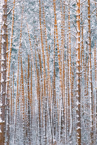 Full frame shot of trees in forest