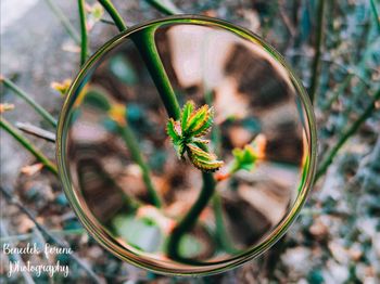 Close-up of flowering plant