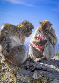 Monkeys sitting on rock