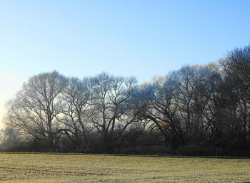 Bare trees on field against clear sky