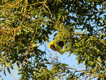 Low angle view of bird perching on tree