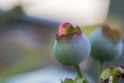 Close-up of apple on plant