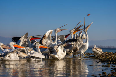 Birds in lake