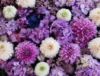 High angle view of pink flowering plants