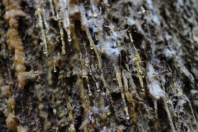 Detail shot of lichen on tree trunk