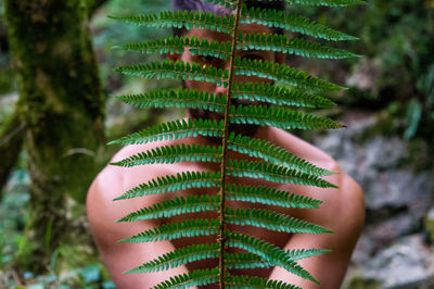 Close-up of fern leaves