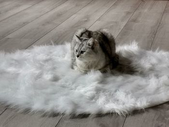 High angle view of cat resting on floor