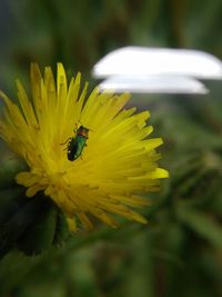 Close-up of bee pollinating flower