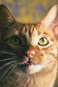 Close-up portrait of a cat