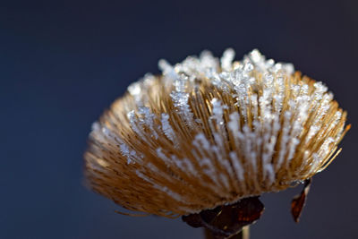 Close-up of dried plant against white background