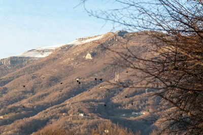 Flying birds in winter landscape