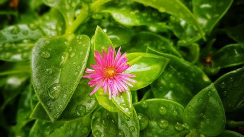 Close-up of wet flower blooming outdoors