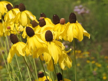 Close-up of yellow flowering plant