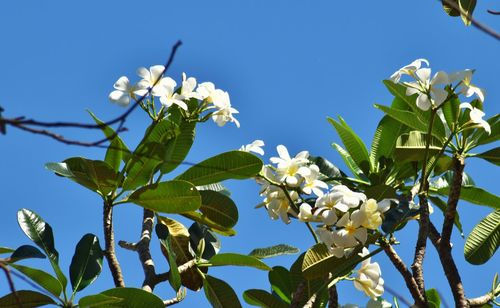 Low angle view of flowering plant against blue sky
