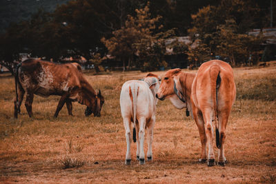 Horses standing in a field