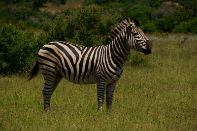 Zebra standing on grass