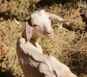 High angle portrait of goat standing on field