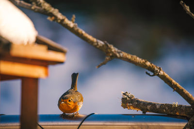 Close-up of bird perching on a tree