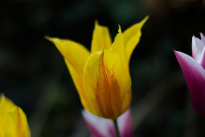 Close-up of yellow tulip