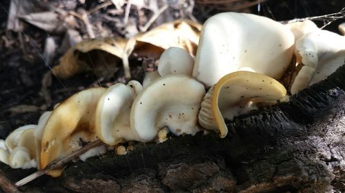 Close-up of tree trunk