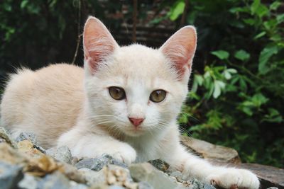 Close-up portrait of cat