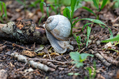 Close-up of a snail on field