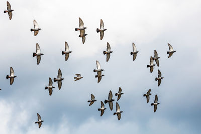 Low angle view of birds flying in sky