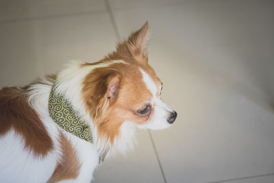 Close-up of dog looking away on tiled floor