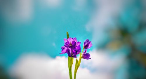 Close-up of purple crocus blooming outdoors