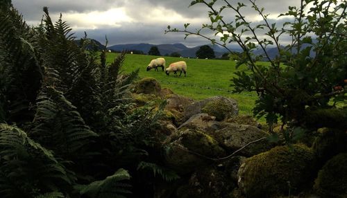 Sheep grazing in farm against sky