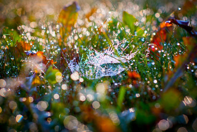 Close-up of wet maple leaf during rainy season