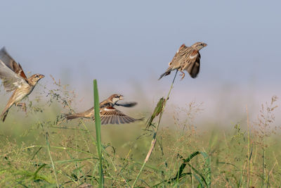 Bird flying in the sky