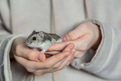 Girl is holding hamster in her hands. child's hands with a hamster close up