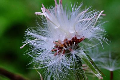 Close-up of dandelion