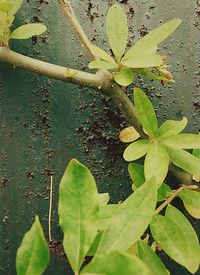 Close-up of leaves