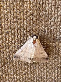 Close-up of moth on wall