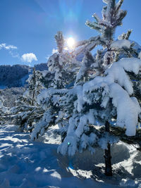 Snow covered plants against sky