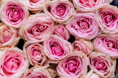 Full frame shot of pink roses