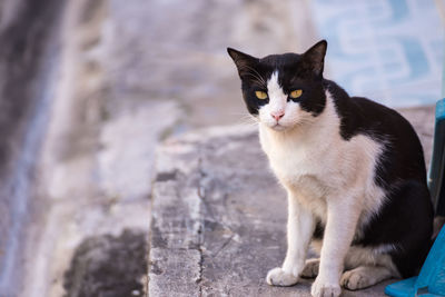 Portrait of cat sitting outdoors