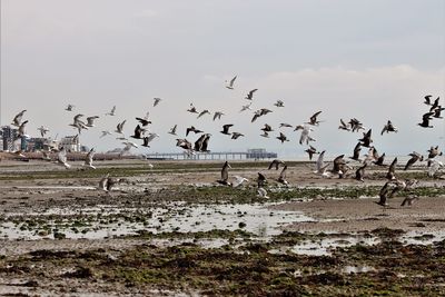 Birds flying over beach