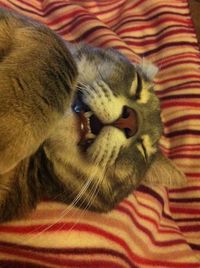 Close-up of cat relaxing on bed at home