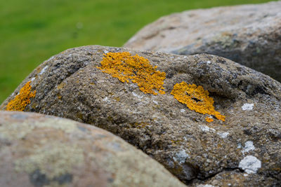 Close-up of lichen on rock