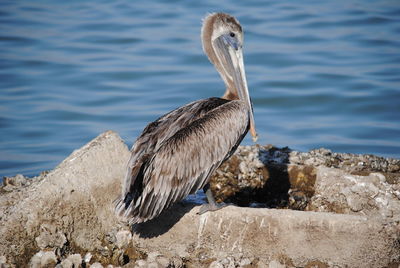 Close-up of pelican on shore