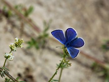 Close-up of purple flowering plant