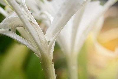 Close-up of wet white flowering plant