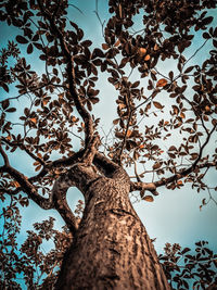 Low angle view of tree against sky